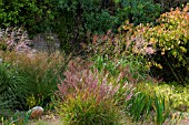 MIXED MISCANTHUS AT RHS GARDEN WISLEY