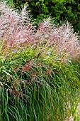 MISCANTHUS SINENSIS PURPURASCENS