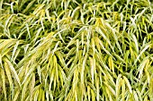 HAKONECHLOA MACRA AUREOLA