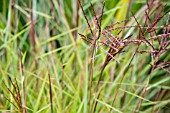 MISCANTHUS SINENSIS SIOUX