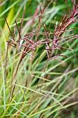 MISCANTHUS SINENSIS SIOUX