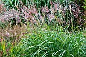 MISCANTHUS SINENSIS CHINA