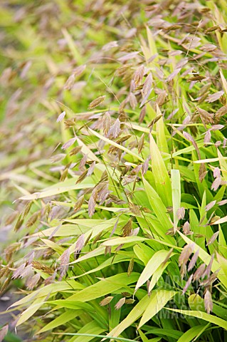 CHASMANTHIUM_LATIFOLIUM