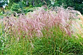 MISCANTHUS SINENSIS FLAMINGO