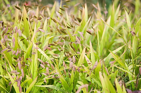 CHASMANTHIUM_LATIFOLIUM