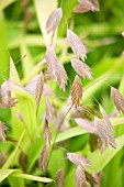 CHASMANTHIUM LATIFOLIUM