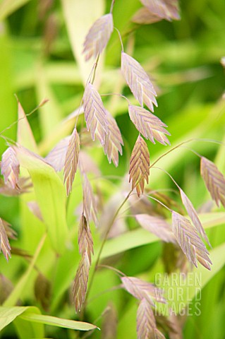 CHASMANTHIUM_LATIFOLIUM