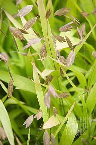 CHASMANTHIUM_LATIFOLIUM