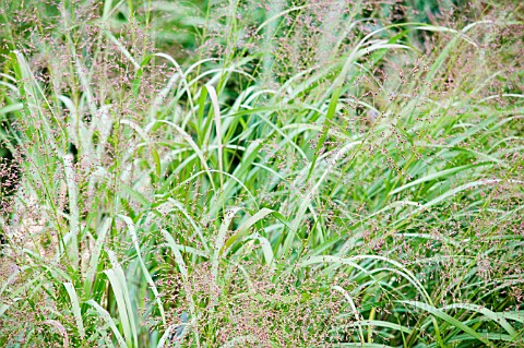 AGROSTIS_PERENNANS