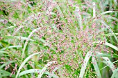 AGROSTIS PERENNANS