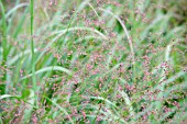 AGROSTIS PERENNANS