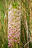 EUCOMIS COMOSA