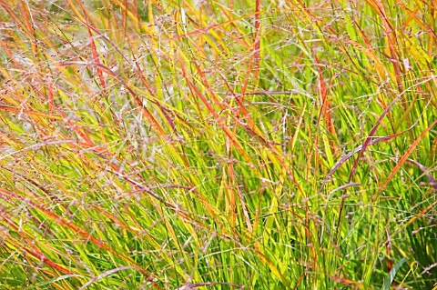 PANICUM_VIRGATUM_HANSE_HERMS