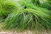 CAREX PRAEGRACILIS