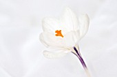 CROCUS JEANNE DE ARC