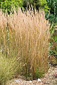 CALAMAGROSTIS X ACUTIFLORA OVERDAM