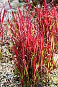 IMPERATA CYLINDRICA RUBRA