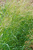 PANICUM VIRGATUM PRAIRIE SKY