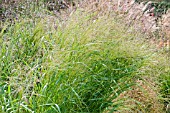 PANICUM VIRGATUM PRAIRIE SKY