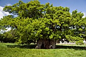 THE BOWTHORPE OAK