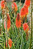 KNIPHOFIA MOUNT ETNA