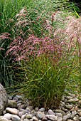 MISCANTHUS SINENSIS ROTERPFEIL