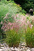 MISCANTHUS SINENSIS ROTERPFEIL