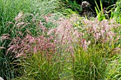 MISCANTHUS SINENSIS ROTERPFEIL