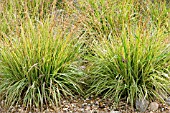 MOLINIA CAERULEA SUBS CAERULEA VARIEGATA