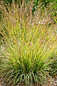 MOLINIA CAERULEA SUBS CAERULEA VARIEGATA