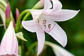 CRINUM MOOREI