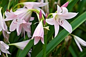 CRINUM MOOREI