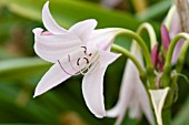 CRINUM MOOREI