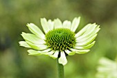 ECHINACEA PURPUREA GREEN JEWEL