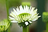 ECHINACEA PURPUREA VIRGIN