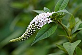 LYSIMACHIA CLETHROIDES