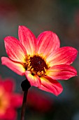 DAHLIA HAPPY SINGLE FLAME