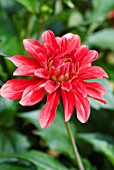 DAHLIA MAYAN BLOOD