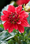 DAHLIA MAYAN BLOOD