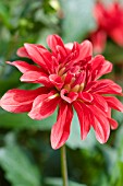 DAHLIA MAYAN BLOOD