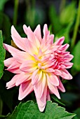 DAHLIA MELODY GYPSY