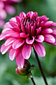 DAHLIA RUBY MURRAY