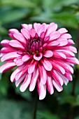 DAHLIA RUBY MURRAY