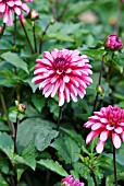 DAHLIA RUBY MURRAY