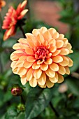 DAHLIA SPANISH CONQUEST