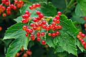 VIBURNUM OPULUS GUELDER ROSE