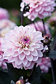 DAHLIA MELODY HARMONY