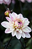 DAHLIA MELODY HARMONY