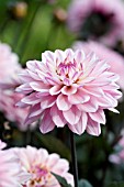 DAHLIA MELODY HARMONY