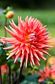 DAHLIA ROCLIFFE BILLY